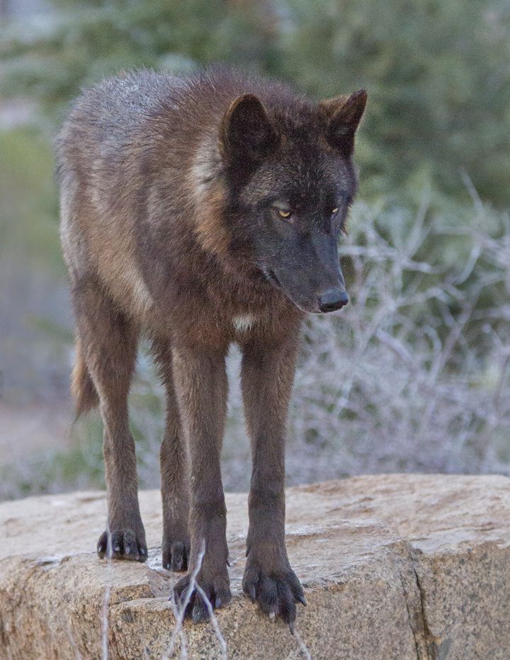 http://i1103.photobucket.com/albums/g461/TyPortfolio/wolf_zpse4ca0f2e.jpg