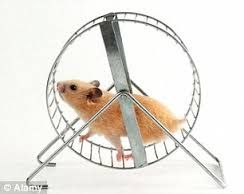 Hamster%20treadmill.jpg