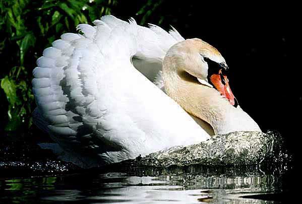 mute-swan-busking-jpg.jpg