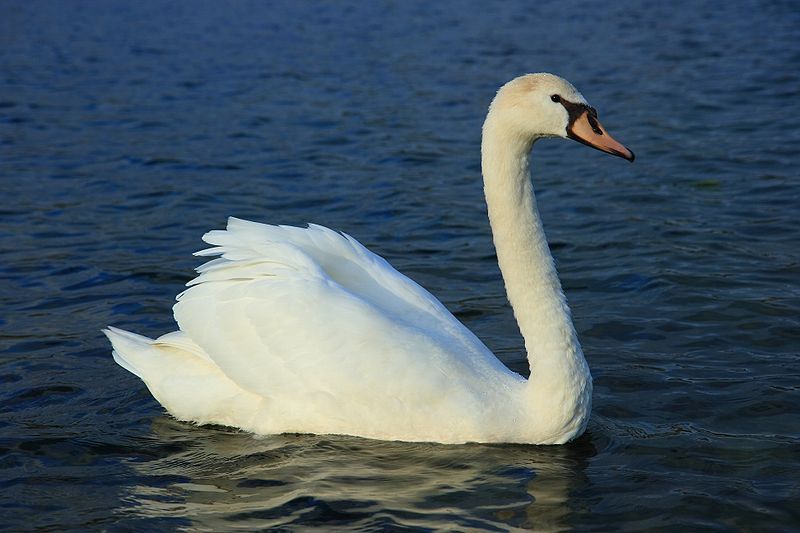 swan-mute.jpg
