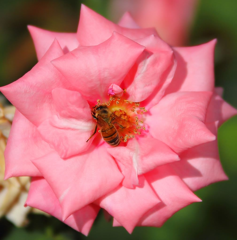 IMAGE: http://i1103.photobucket.com/albums/g463/Roc34ky/BeeInFlowerCropped.jpg