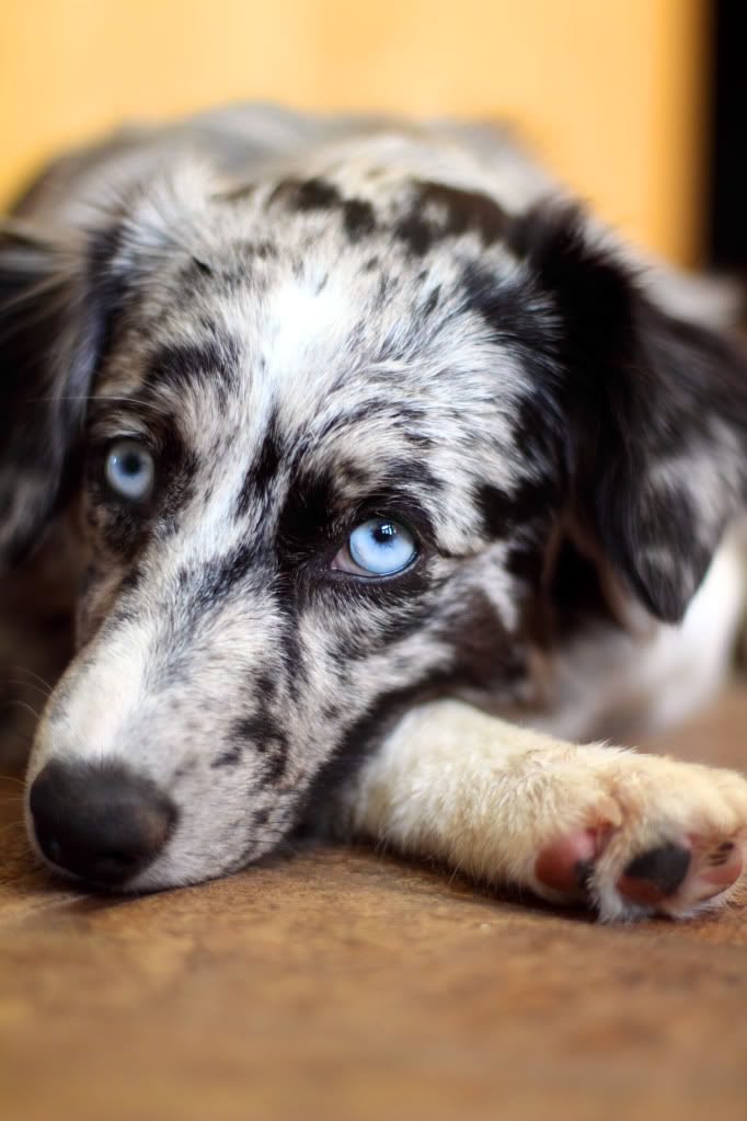 IMAGE: http://i1103.photobucket.com/albums/g463/Roc34ky/Bellarelaxingathome.jpg