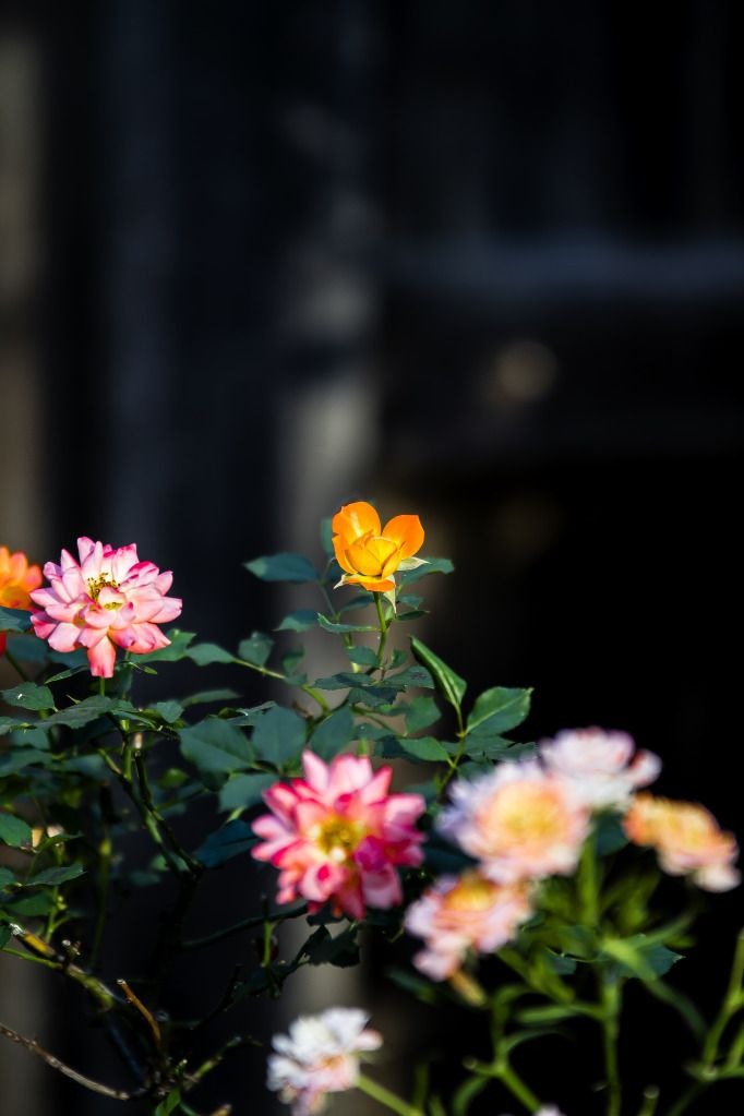 IMAGE: http://i1103.photobucket.com/albums/g463/Roc34ky/Flowers_in_bloom.jpg