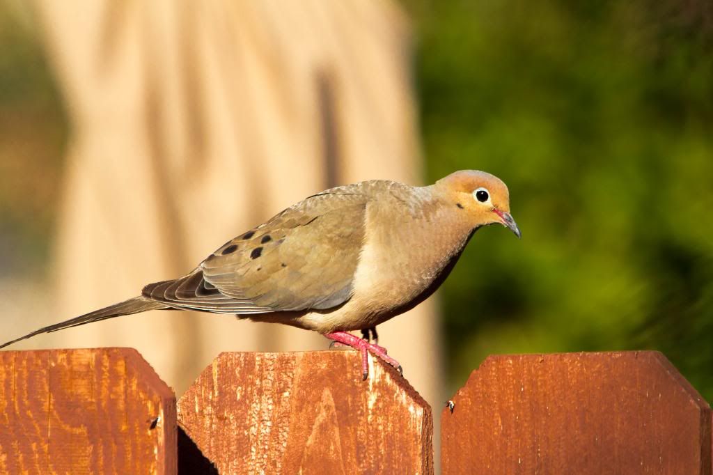 IMAGE: http://i1103.photobucket.com/albums/g463/Roc34ky/IMG_0789.jpg