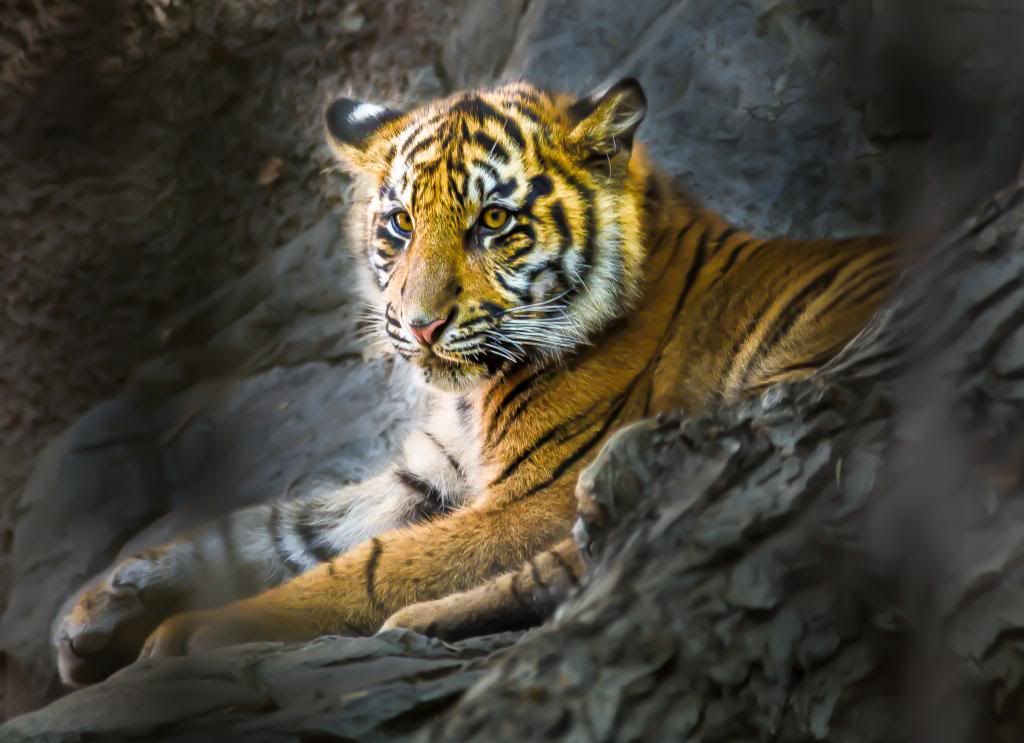 IMAGE: http://i1103.photobucket.com/albums/g463/Roc34ky/SacramentoZoo-SumatrianTigerCub1of1.jpg