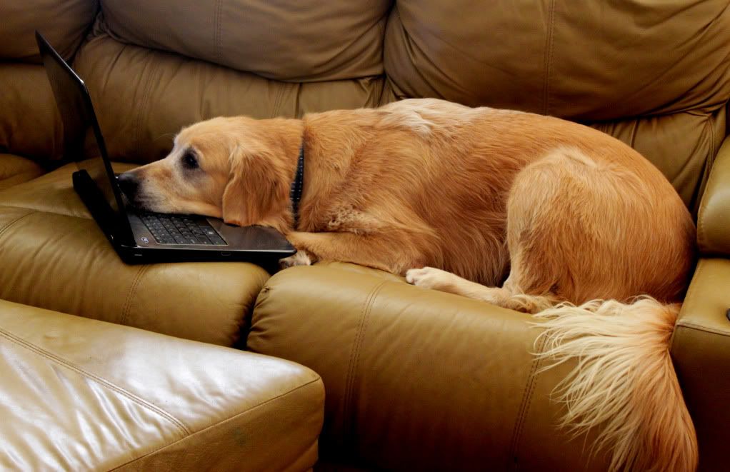 IMAGE: http://i1103.photobucket.com/albums/g463/Roc34ky/ShadowSkype.jpg