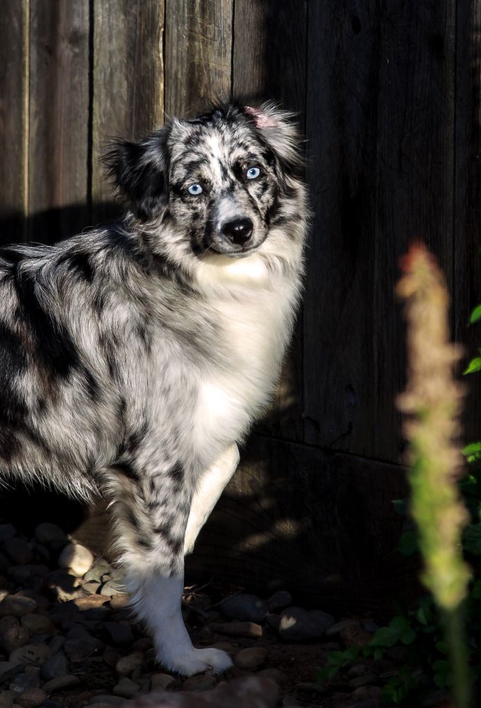 IMAGE: http://i1103.photobucket.com/albums/g463/Roc34ky/Sigma%2070-200%20OS/Bella_Blue_5-17-12.jpg