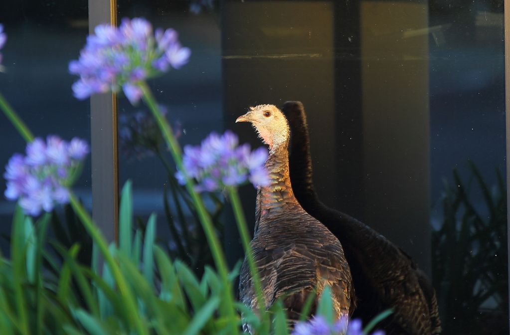 IMAGE: http://i1103.photobucket.com/albums/g463/Roc34ky/Sigma%2070-200%20OS/Turkey_Taber_Two.jpg