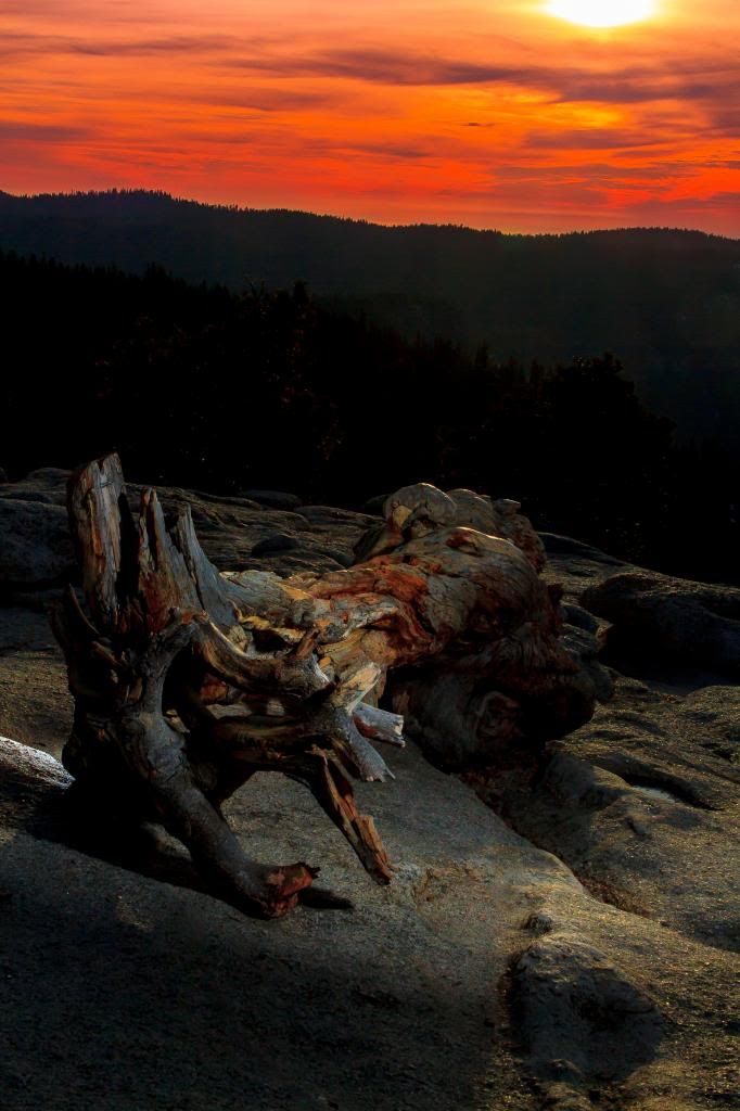 IMAGE: http://i1103.photobucket.com/albums/g463/Roc34ky/Tree_Sentinel_Dome1of1.jpg