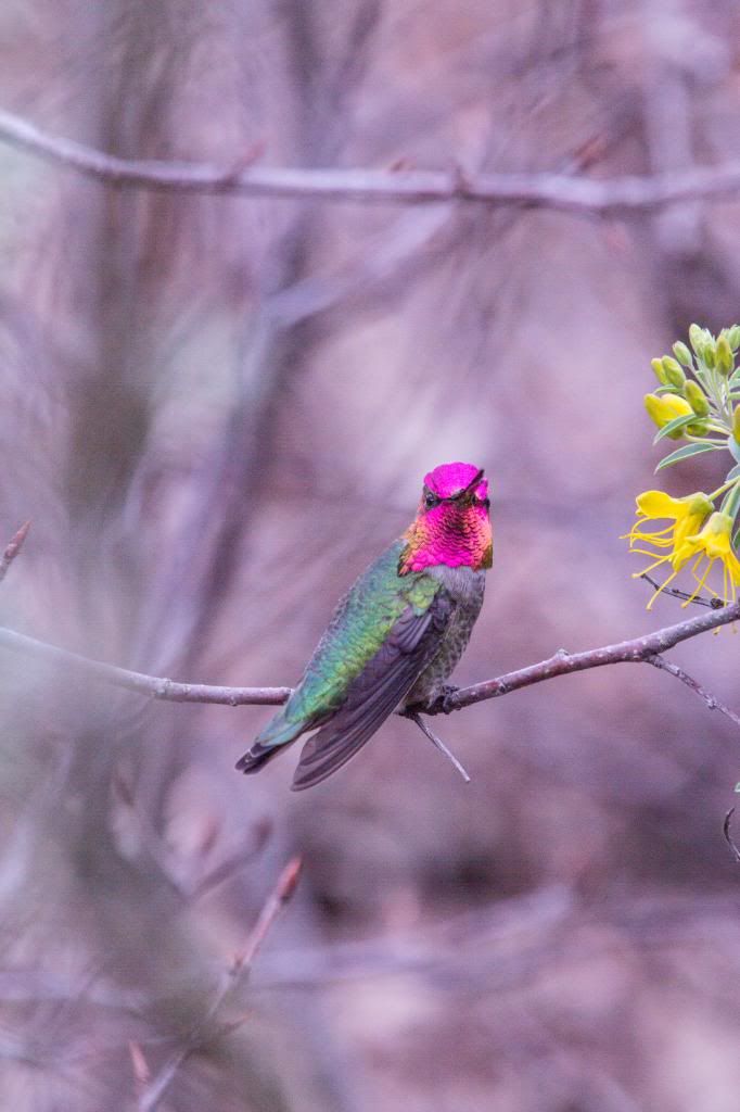 IMAGE: http://i1103.photobucket.com/albums/g463/Roc34ky/UCDHummingbird1of1.jpg