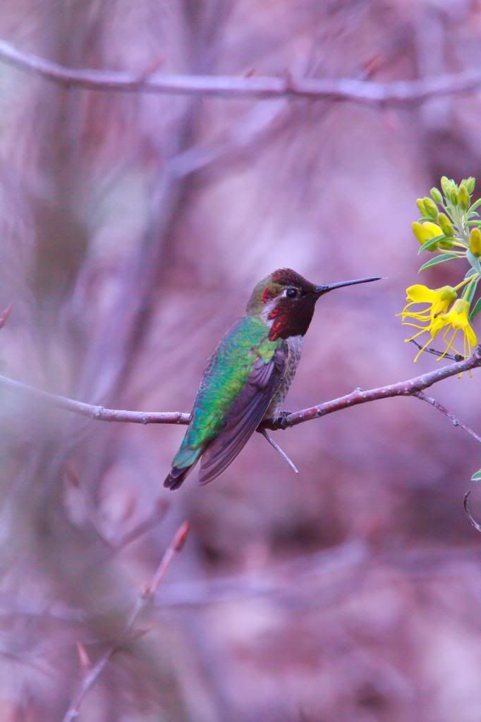 IMAGE: http://i1103.photobucket.com/albums/g463/Roc34ky/UCDHummingbird2of1.jpg