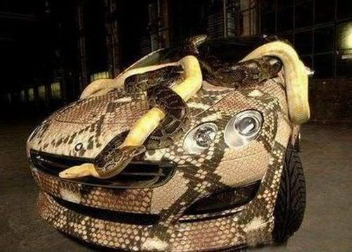 snake-car-1_5965.jpg