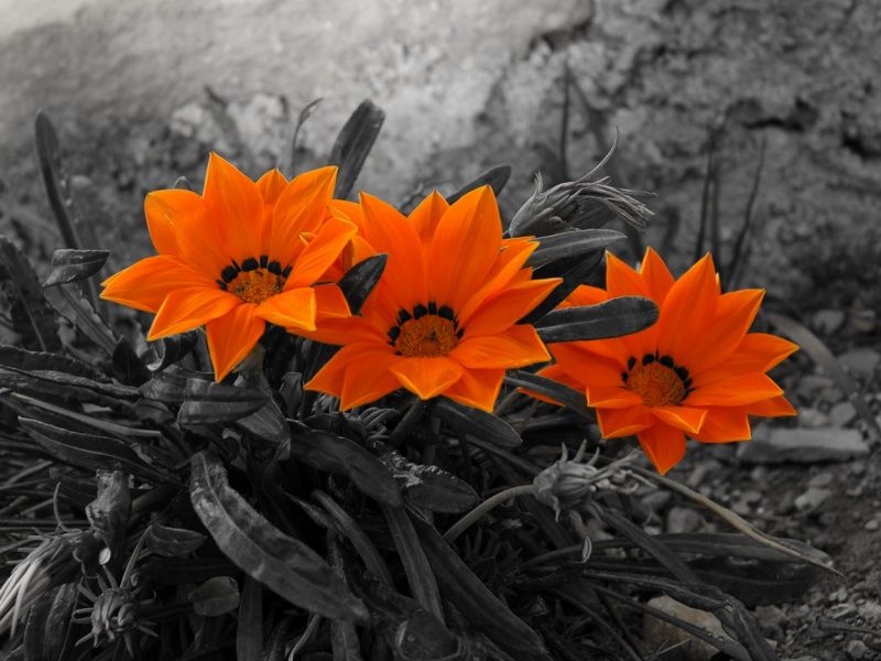  photo beautiful_orange_flower-800x600_zps41db737f.jpg