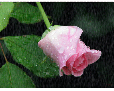  photo rain-glitter-pictures-012_zps6e6cd6a1.gif