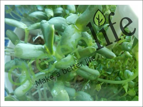 May trong rau, máy trồng rau mầm Green Life GL611