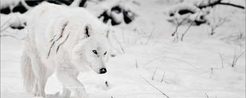 http://ontheskyline.proboards.com/thread/272/lukear-arctic-wolf