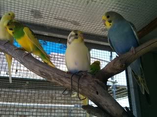 IMG_0310-1.jpg?t=1324433487