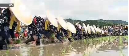 Mibu no Taue Hana