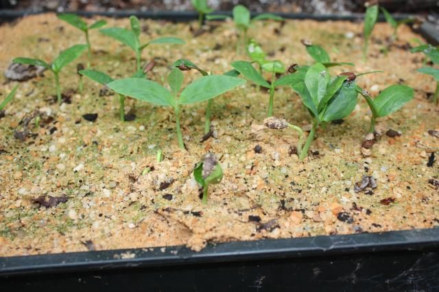 mag grandiflora how to start seeds mag grandiflora how to start seeds