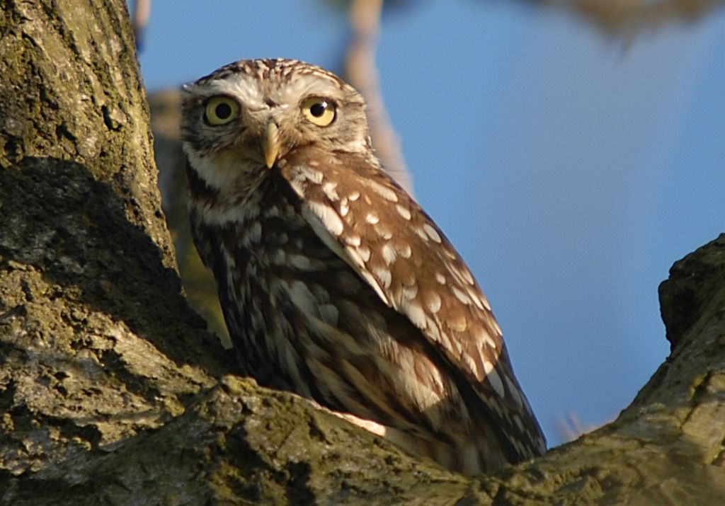 LITTLE-OWL.jpg