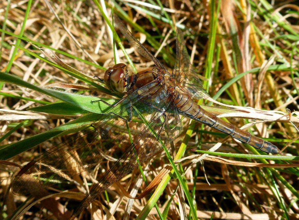 P1020241_1.jpg