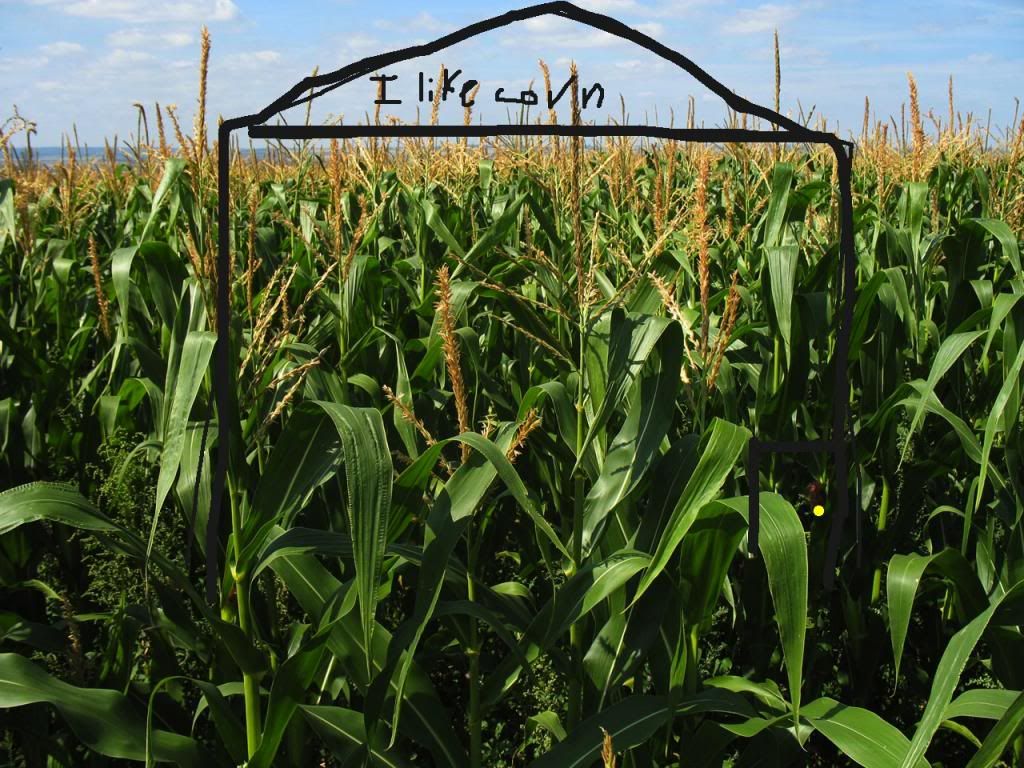 Corn-Field_zpsef41315a.jpg