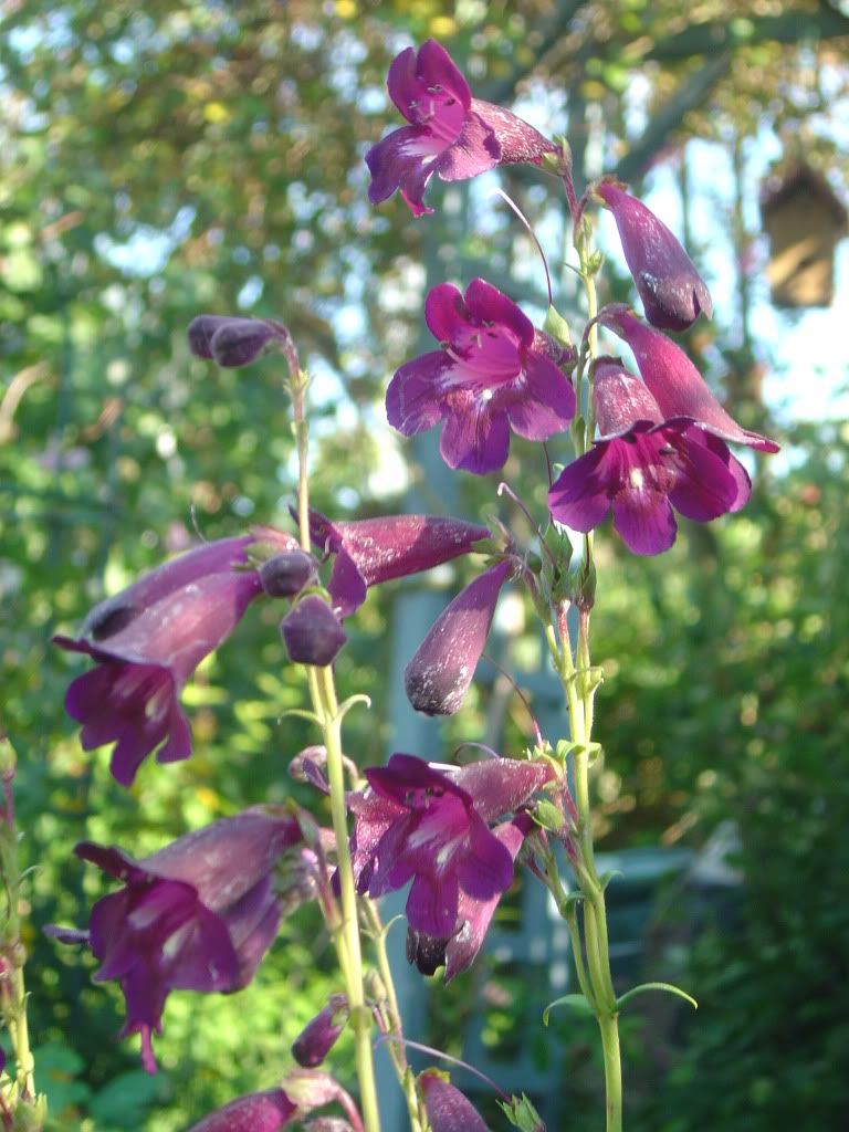 DSC07640-Copy.jpg?t=1312721570