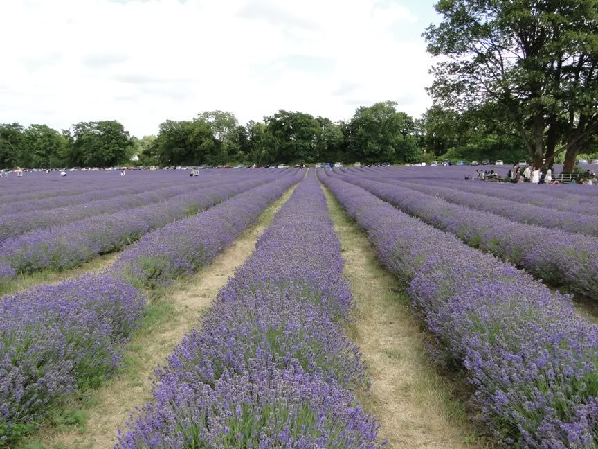 MayfieldLavenderBanstead2010-Copy.jpg