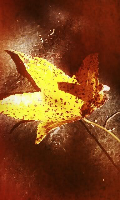 Filter: Bronze Tint,Snapbucket