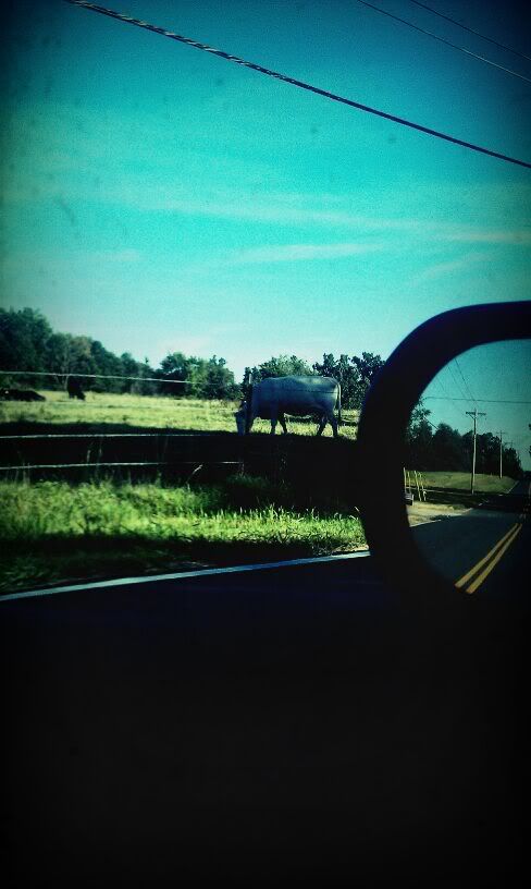 Filter: Grainy,Snapbucket