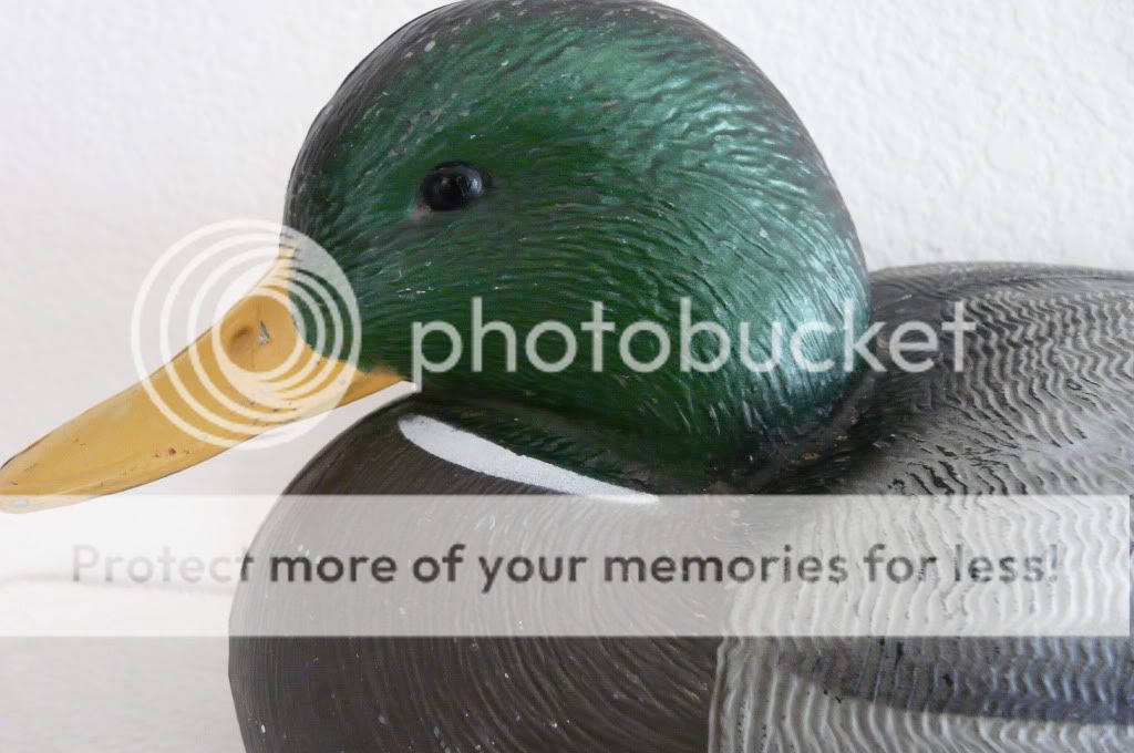 AVERY GREENHEAD GEAR PLASTIC MALLARD DRAKE W/ ANCHOR  