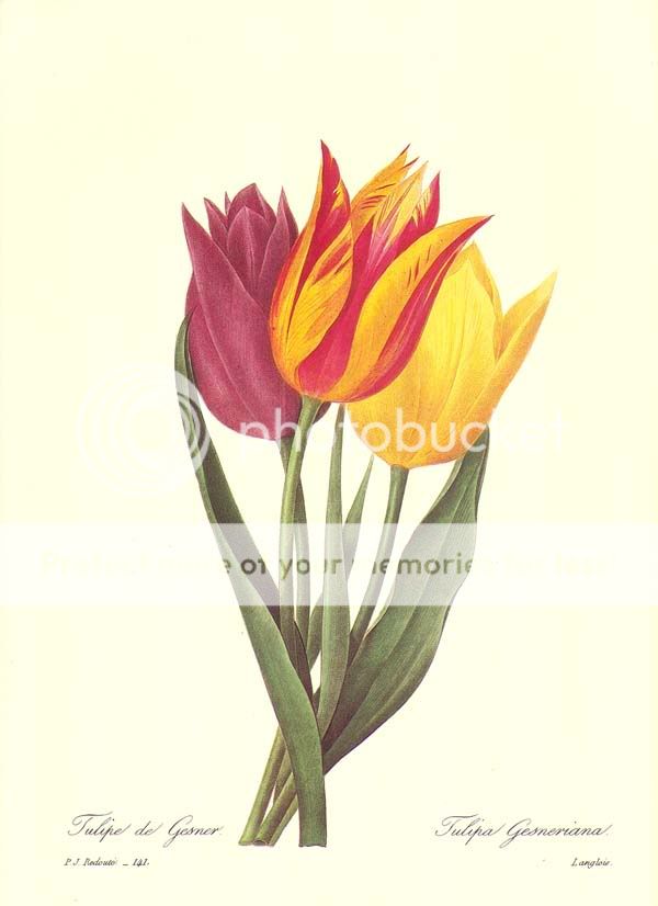 Redoute Botanical Print #141   Tulip Trio  