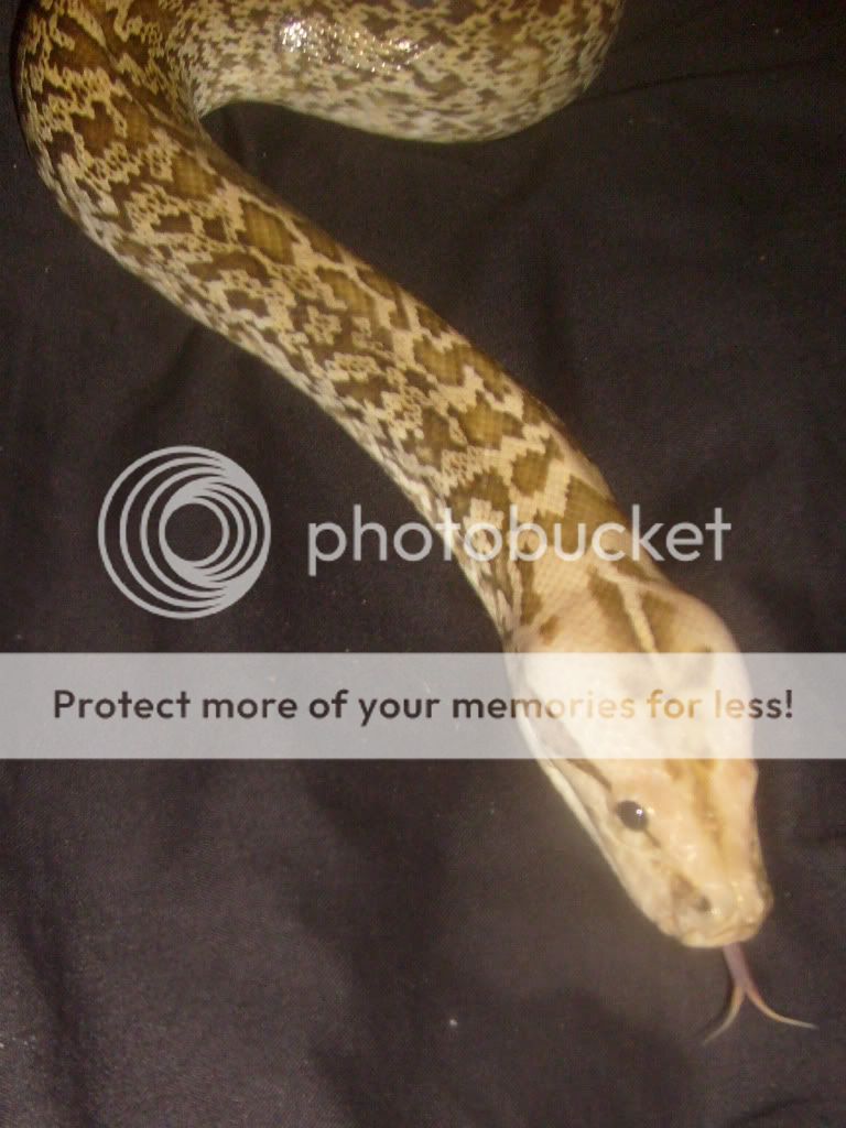 Burmese Python (PICTURE SHOW OFF TIME!) | Page 3 | Reptile Forums